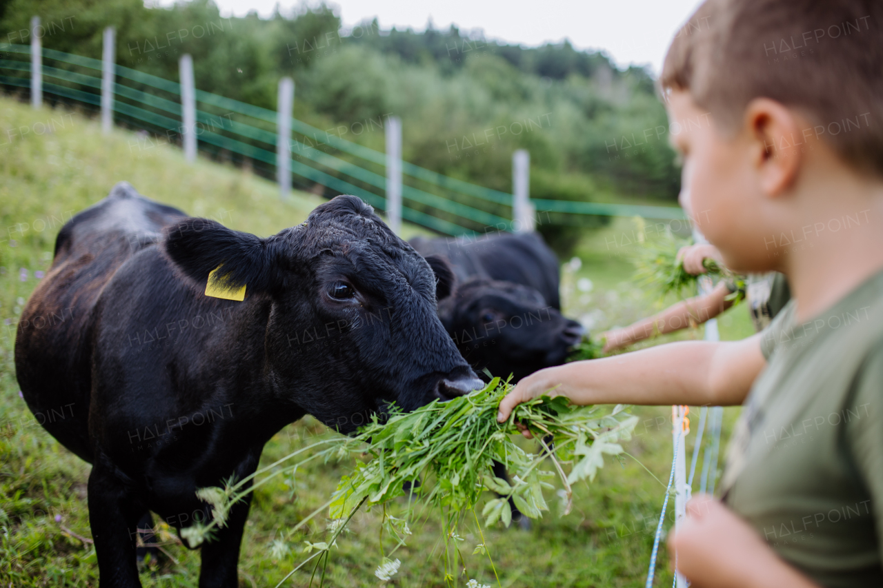 Boy feeding animals in paddock with grass. Taking care for cow. Farm animals having ideal paddock for grazing. Concept of multigenerational and family farming.