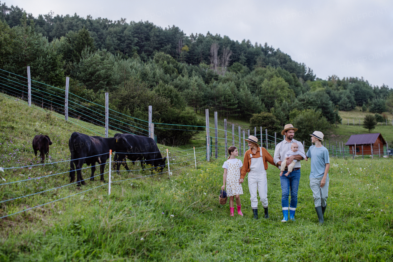 Rear view of farmer family walking by animals, cows in paddock. Farm animals having ideal paddock for grazing. Concept of multigenerational and family farming.