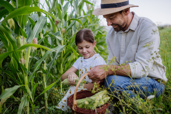 Portrait of farmer with young daughter harvesting corn on the field. Girl helping to pick fresh corn cob from the plant.