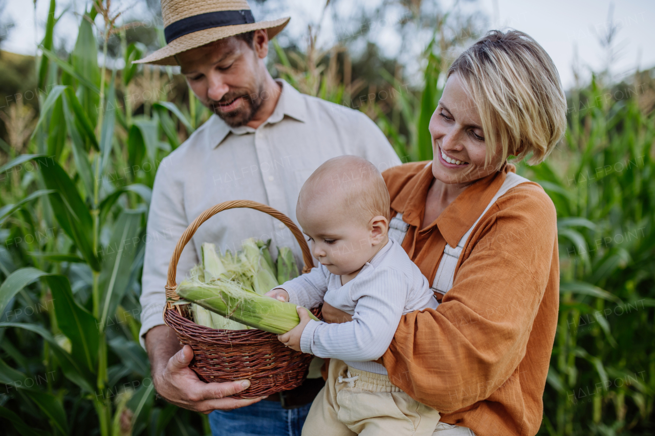 Portrait of parents with beautiful baby harvesting corn on the field. Cute baby holding fresh corn cob picked from the plant.