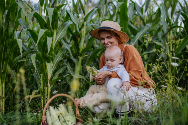 Portrait of female farmer with beautiful baby harvesting corn on the field. Cute baby holding fresh corn cob picked from the plant.