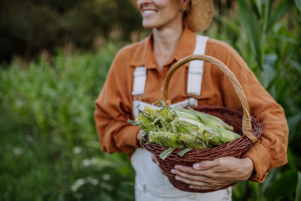 Portrait of female farmer holding basket full of harvested corn. Organic sweet corn cobs picked from the plants.