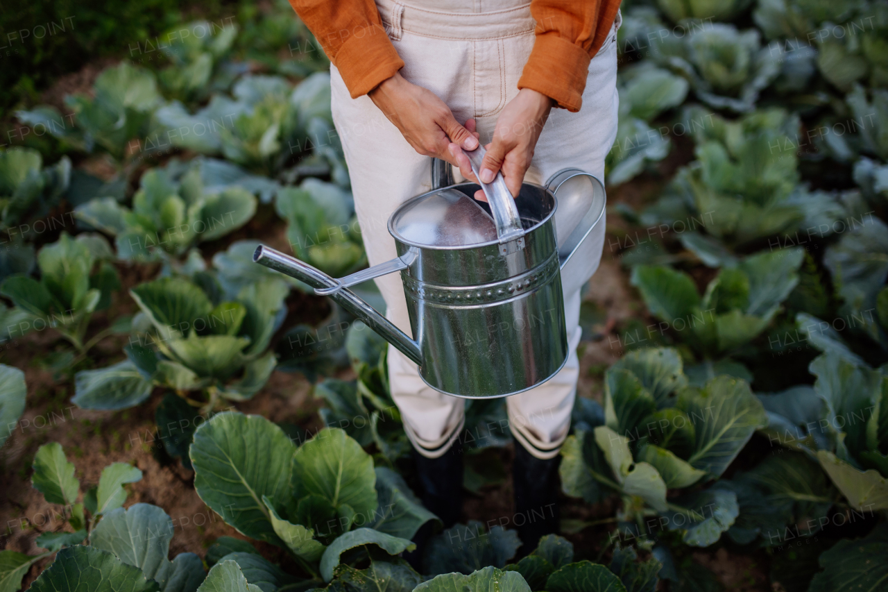 Close up of farmer standing in the middle of cabbage field with watering can in hands. Farmer in overalls and garden rubber boots watering the cabbage.