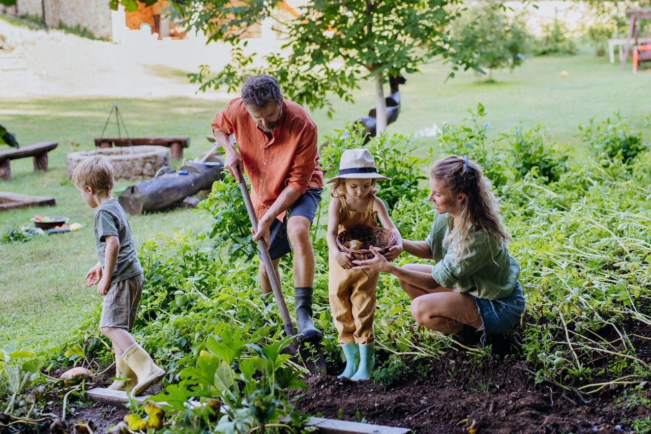 A farmer family harvesting and digging potatoes in garden in summer.