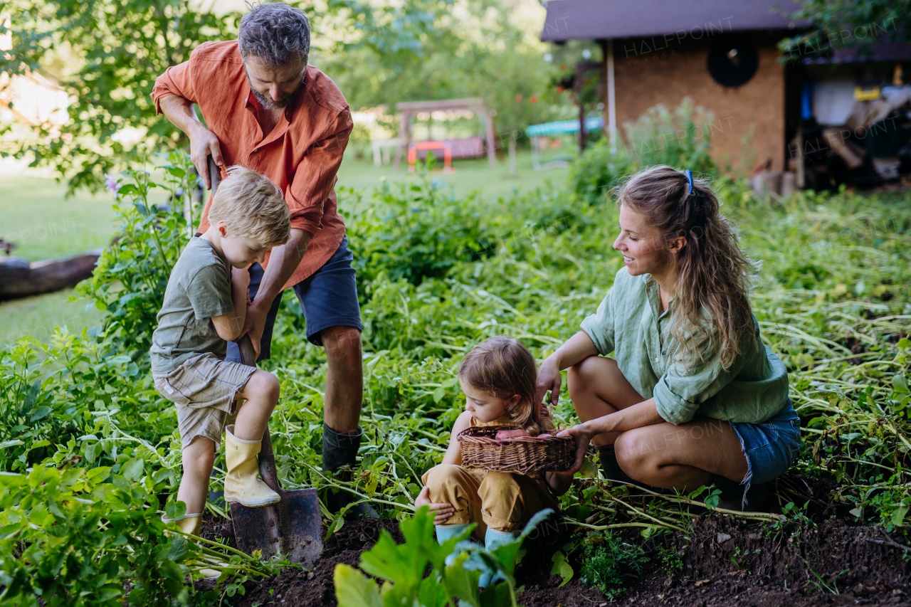 A farmer family harvesting and digging potatoes in garden in summer.