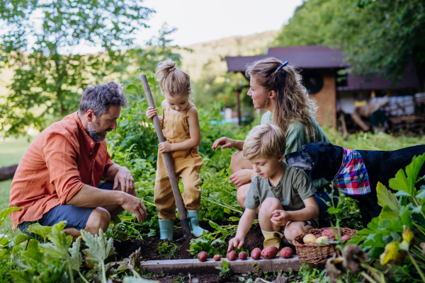 A farmer family harvesting potatoes in garden in summer.