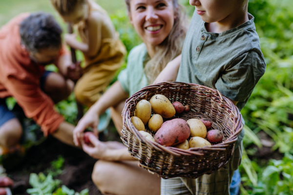 A farmer family harvesting potatoes in garden in summer.