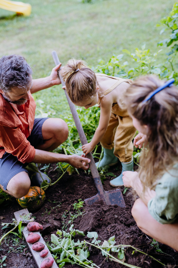 A farmer family harvesting and digging potatoes in garden in summer.