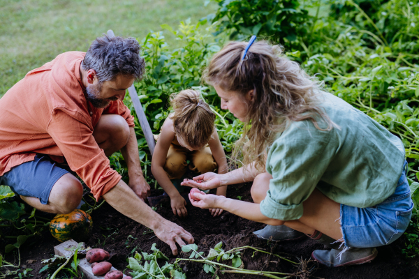 A farmer family harvesting and digging potatoes in garden in summer.