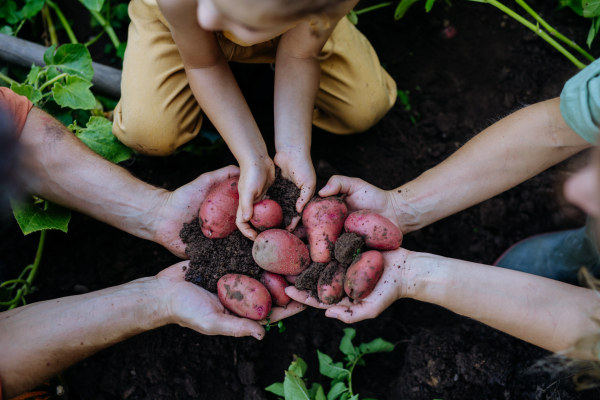 A top view of farmer family holding potatoes in field.