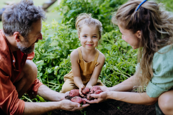 A farmer family harvesting potatoes in garden in summer.