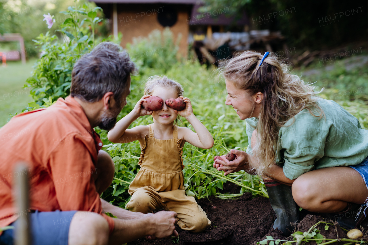 A farmer family harvesting potatoes in garden in summer.