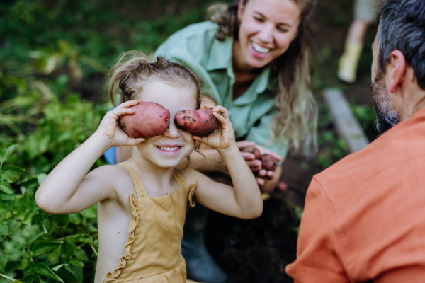 A farmer family harvesting potatoes in garden in summer.