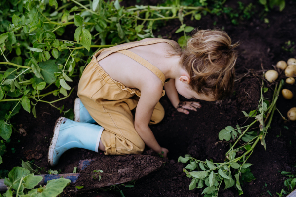 A little girl harvesting tomatoes in a greenhouse