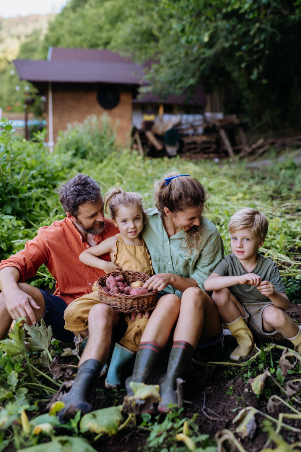 A farmer family harvesting potatoes in garden in summer.