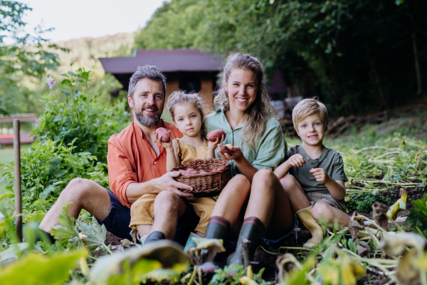 A farmer family harvesting potatoes in garden in summer.