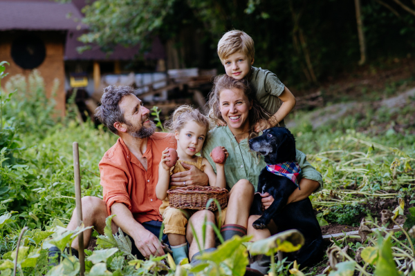 A farmer family harvesting potatoes in garden in summer.