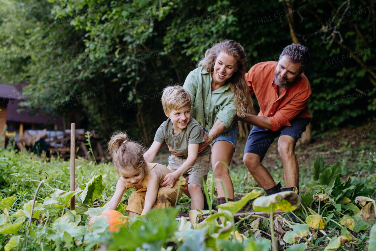 A farmer family harvesting pumpkins and having fun in garden in summer.