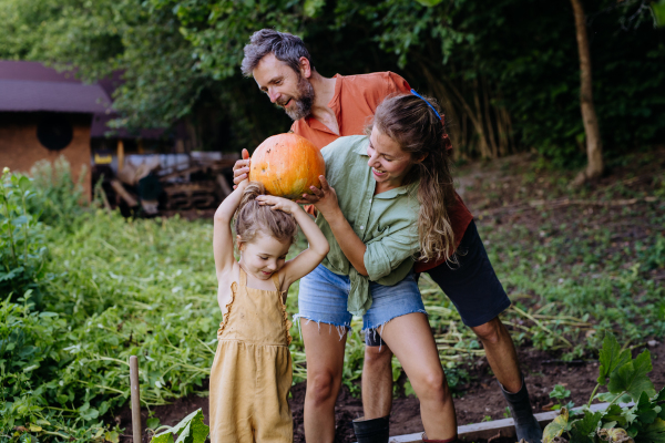 A farmer family harvesting pumpkin in garden in summer.