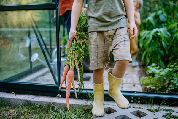 A little boy with fresh harvest standing in a greenhouse