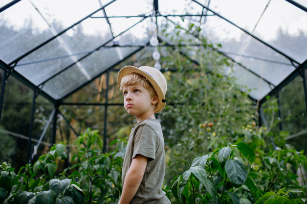 A little boy standing in eco greenhouse among riping vegetables.