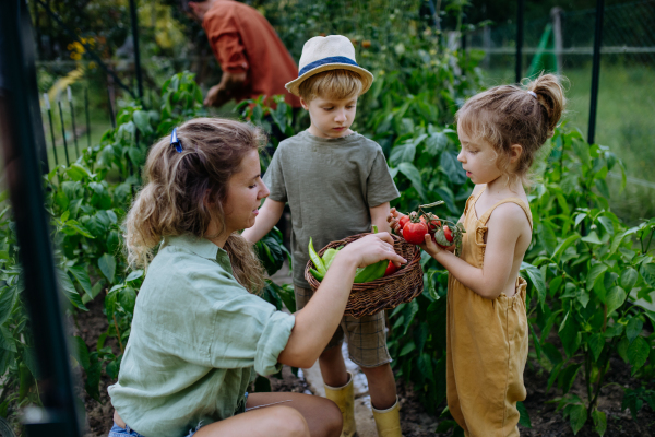 A farmer family harvesting potatoes in garden in summer.