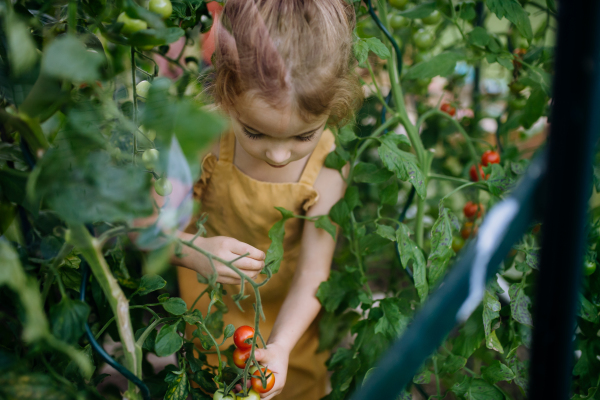 A little girl harvesting tomatoes in a greenhouse