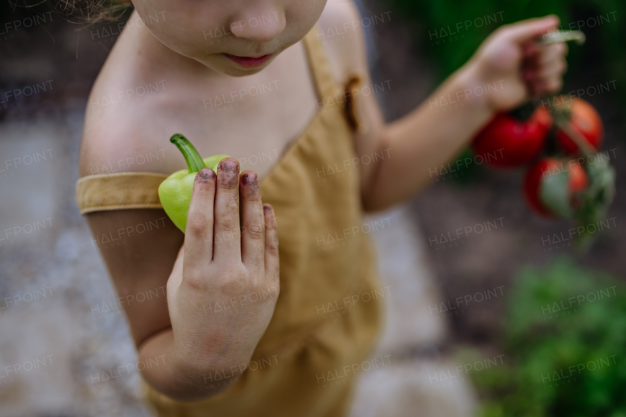 A little girl harvesting tomatoes in a greenhouse, close-up