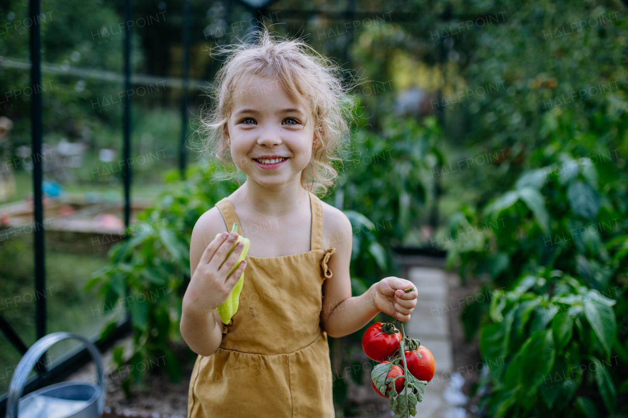 A little girl harvesting tomatoes in a greenhouse