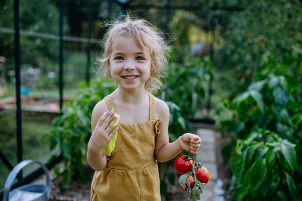 A little girl harvesting tomatoes in a greenhouse