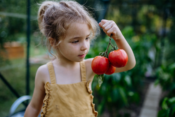 A little girl harvesting tomatoes in a greenhouse