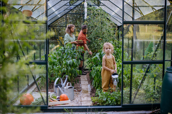 A farmer family watering plants and harvesting vegetables in a greenhouse