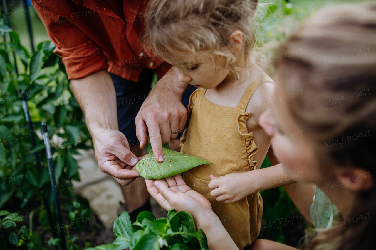 Farmer parents showing their little daughter leaf attacked by the aphids,teaching her careing of the plants. Sustainable lifestyle concept.