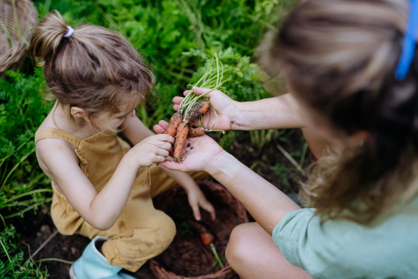 Top view of happy mother and daughter harvesting a homegrown carrot, fresh vegetable. Sitting in their garden.