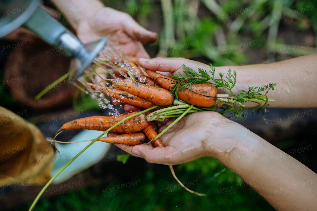 Top view of happy mother and daughter harvesting a homegrown carrot, fresh vegetable. Sitting in their garden.