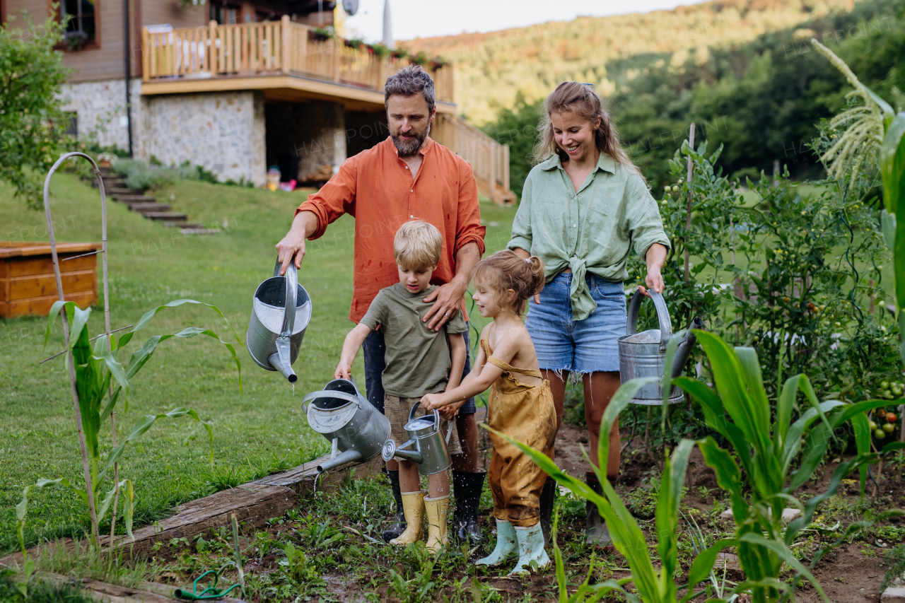 Farmer family watering vegetable garden together in the summer.