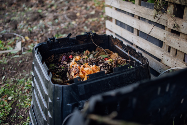 Compost in composter in garden, putting organic materials, kitchens scraps, yard waste, paper, branches in composter. Concept of composting and sustainable organic gardening.