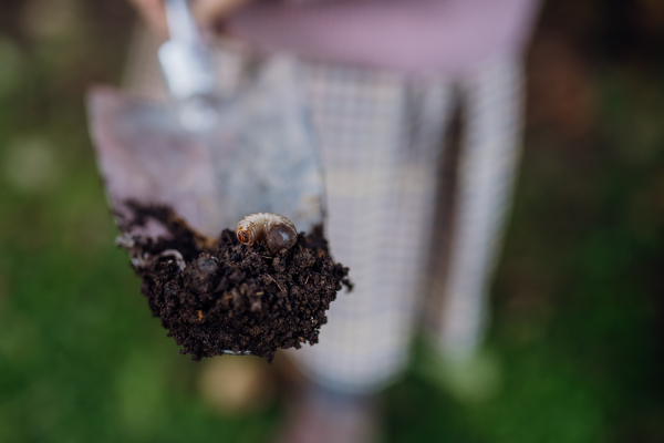 Close up of larve of may beetle on shovel. White cockchafer larva in soil, in the garden.