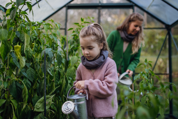 Little girl watering, taking care of plants in greenhouse, during first spring days, last autumn days. Concept of water conservation in garden and family gardening.