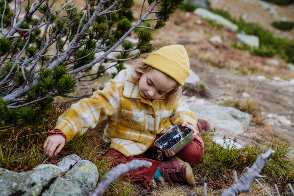 Little girl sitting and harvesting blueberries during autumn hike in the mountains.