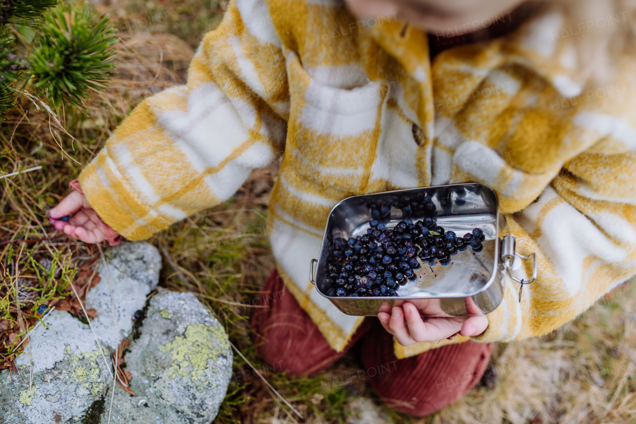 Close-up of little girl sitting and harvesting blueberries during autumn hike in the mountains.