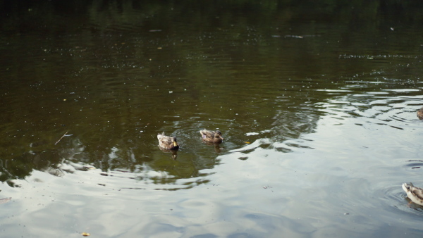 A video of ducks swimming in a lake in city park.