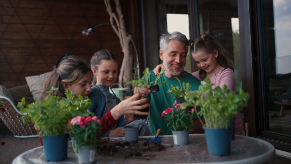 Three daughters helping a father to plant flowers, home gardening concept