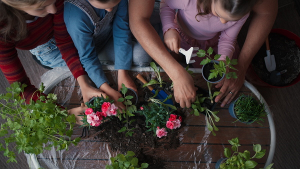 A top view of three daughters helping father to plant flowers, home gardening concept.