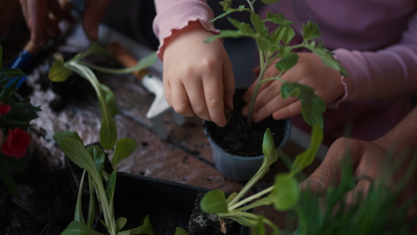 A close-up of ittle girl planting tomato plant to pot, home gardening concept