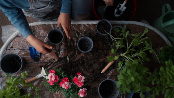 A top view of two little sisters planting flowers together, home gardening concept.