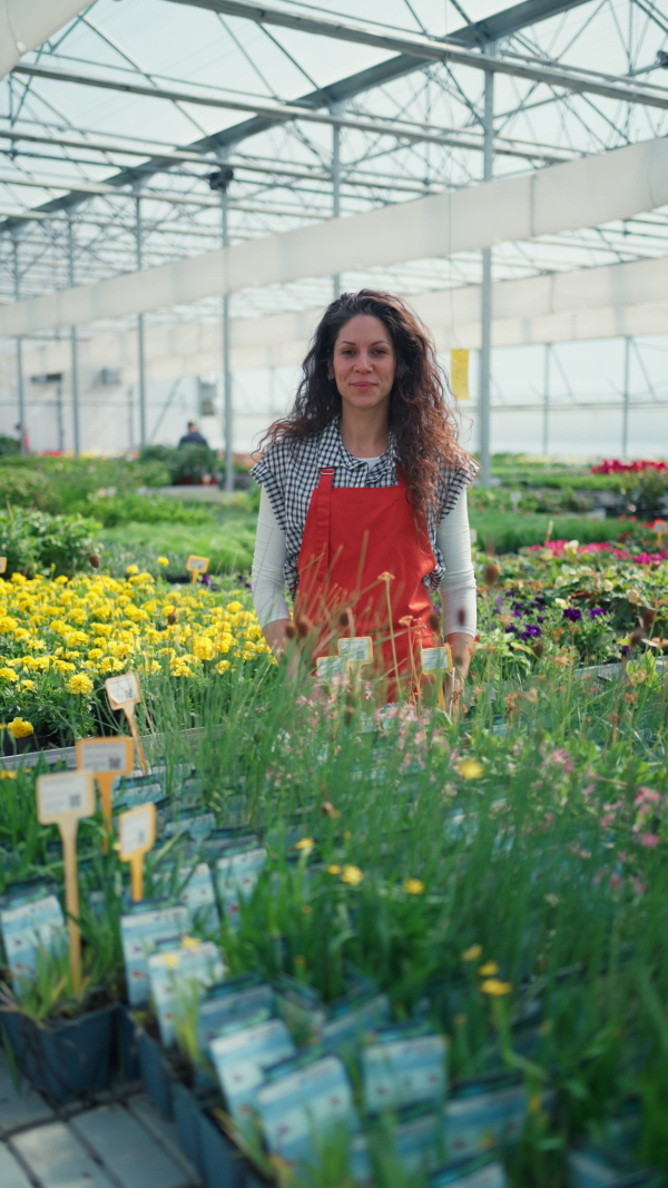 A woman in apron, employee of garden center, taking care of plants and looking at camera at garden centre greenhouse.