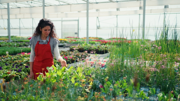 A woman in apron, employee of garden center, taking care of plants and looking at camera at garden centre greenhouse.