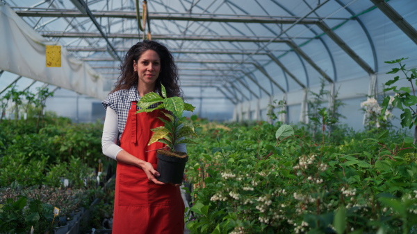 A woman in apron, employee of garden center, taking care of plants and looking at camera at garden centre greenhouse.