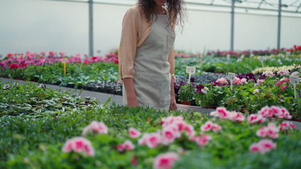 A woman in apron, employee of garden center, taking care of plants and walking through garden centre greenhouse.